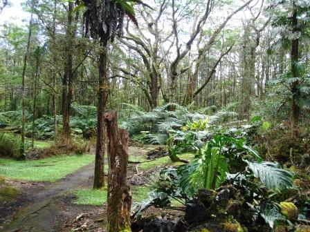 Lava Tree park path